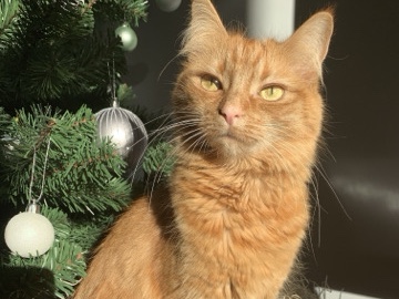 Maine Coon – Maine Coon Female Cross – Cwmbran