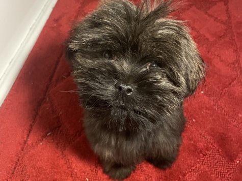 Shih Tzu – Puppy for sale – Willingboro