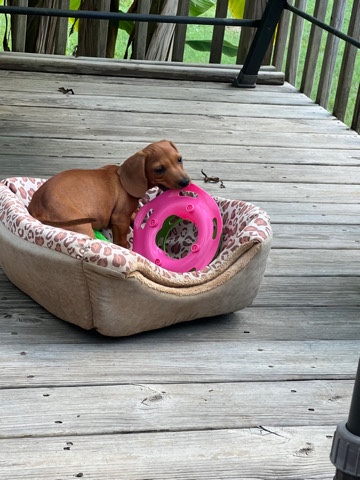 Dachshund – 3month old dauchsaund