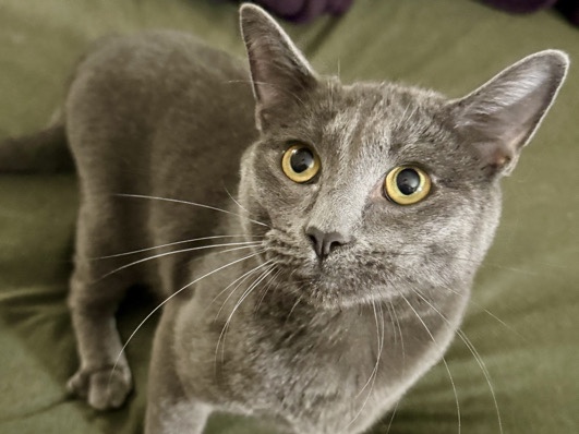 Bonded Pair of Friendly Cats for Adoption – 1.5 Years Old in Lisbon – Lisbon