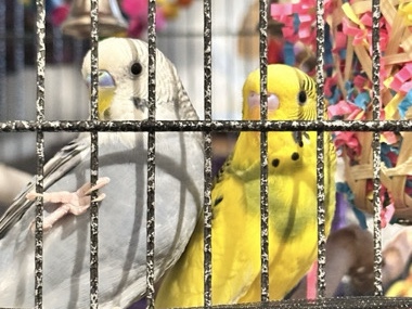 Two Healthy Budgies With Cage and Accessories