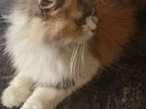 Persian (Modern) – person cat – Mysuru