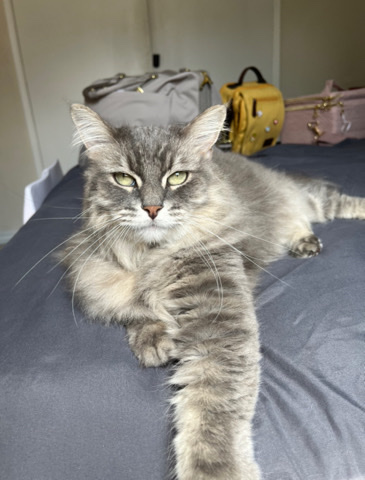 Nebelung Mix