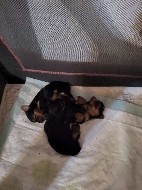 Yorkshire Terrier – Yorkie pups