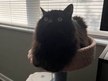 long hair male black cat – Atlanta