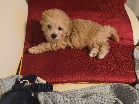 Maltipoo – 말티푸 재분양 – 수원시