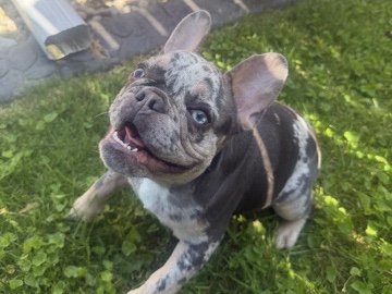 French Bulldog – Friendly French Bulldog Puppy – 7 Months Old – Green Bay