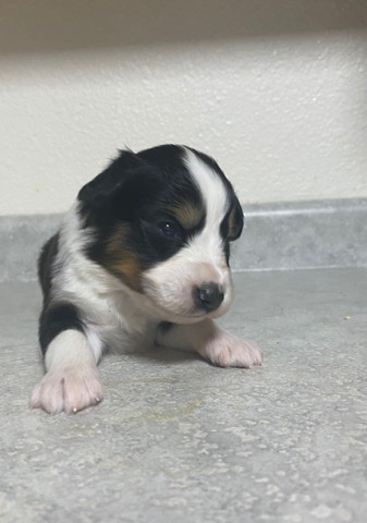 black Tri mini Aussie