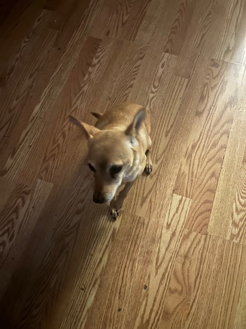 Chilean Fox Terrier – Chilean fox terrier free for good home