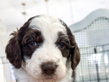 Goldendoodle – Meet Cocoa – Abita Springs