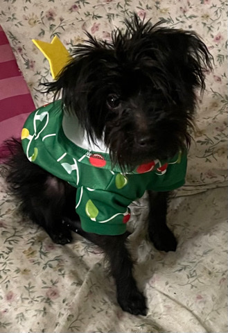 Yorkshire Terrier – Yorkie poo