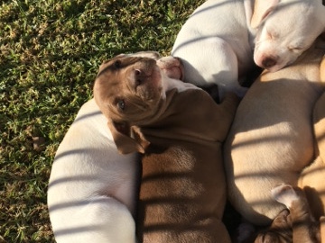 American Pit Bull Terrier - American red nose  available for adoption in St Clair