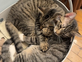 American Shorthair – FREE KITTENS (beautiful boy brothers) – Afton