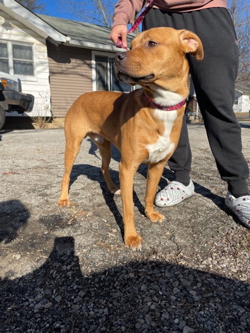Pit Bull Mix Male