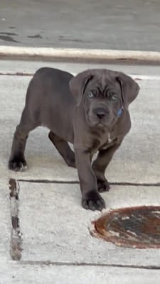 Cane Corso – This Puppy Is For You – Odenton