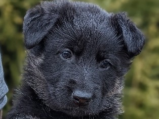 German Shepherd – Deutsche Schäferhund Welpen(Leistungslinie)