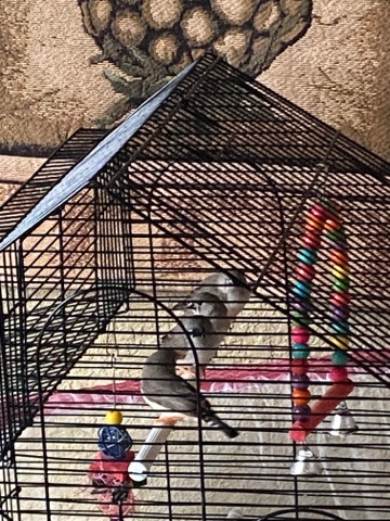 birds