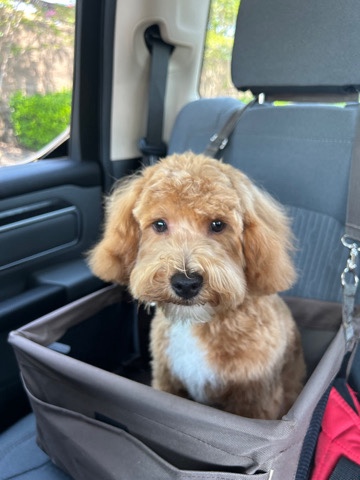 Mini GoldenDoodle
