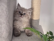 Gorgeous Fluffy Female Kitten – Unique Colour & Blue Eyes 🩷 – Abu Dhabi