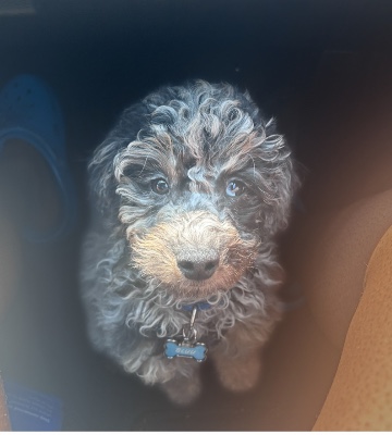Miniature Poodle for sale! – Baltimore