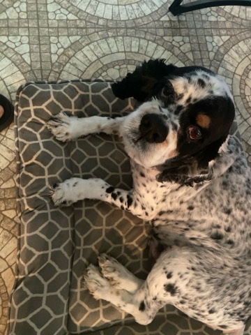 Looking for a good home