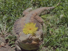bearded dragon