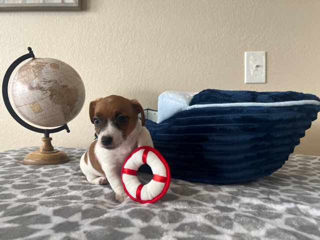 Jack Russell Terrier – Jack Russell Terriors for sale