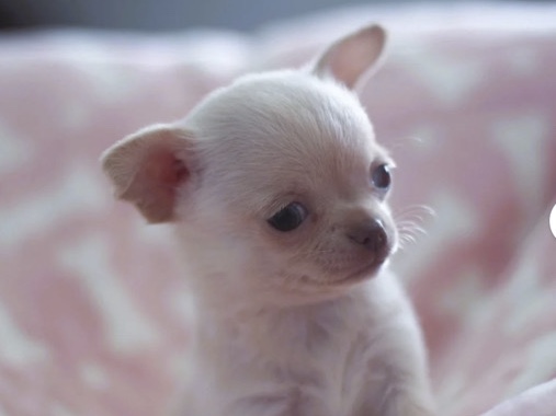 Chihuahua -  Chihuahua puppies available for adoption in Mississauga