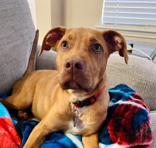 Mountain Cur – Ace