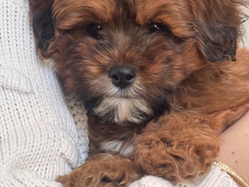 Shih Poo – rehoming 2 month old dog – Oak Creek