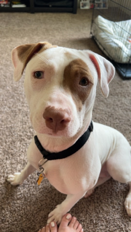 American Staffordshire Terrier – rehome