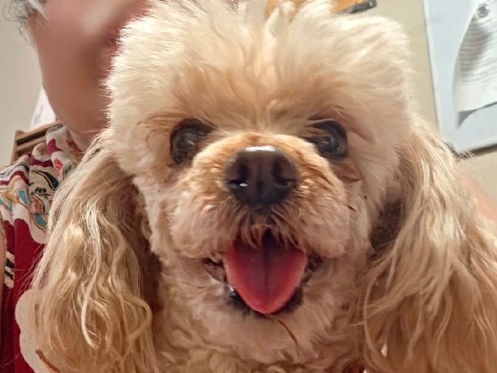 Poodle – Gentle Senior Poodle Available for Adoption – 10 Years Old – Phoenix