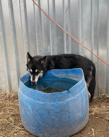 Siberian Husky – Husky puppy for sale