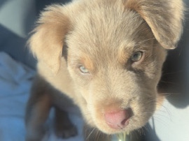 Puppy rehoming – Crawfordville