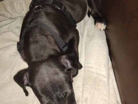 Labrador Retriever – puppy – Dayton