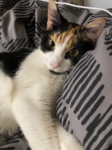 American Shorthair – Selling my kitty