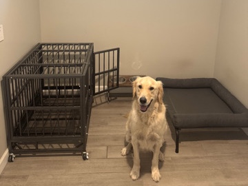 Golden Retriever – Golden Retriever - Moose – Phoenix
