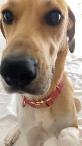 German Shepherd – free dog