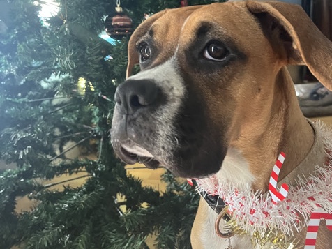 Boxer – Female Boxer 11Months Old – Cabazon