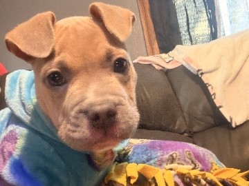 American Pit Bull Terrier – Nala – Rochester
