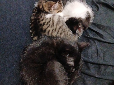 kittens – Bessemer