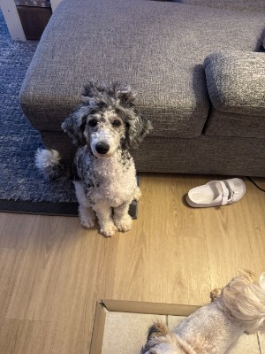 Australian Shepherd – A DOG FOR SELL – Boston