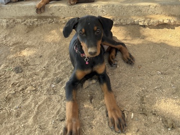 lovable Doberman pups