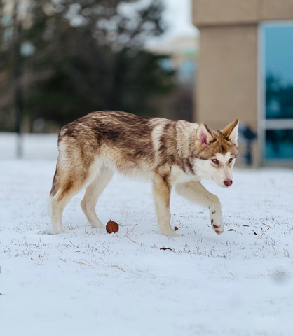 Native American Indian Dog (hypoallergenic)