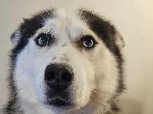 Siberian Husky – Majestic Husky named Kayla – Repentigny