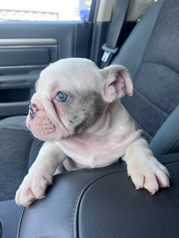 Bulldog – English bull dog