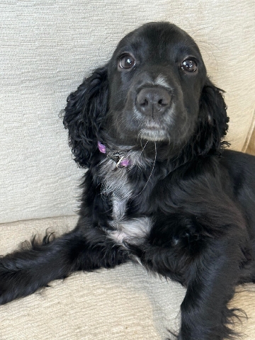 English Cocker Spaniel – cocker spaniel puppy