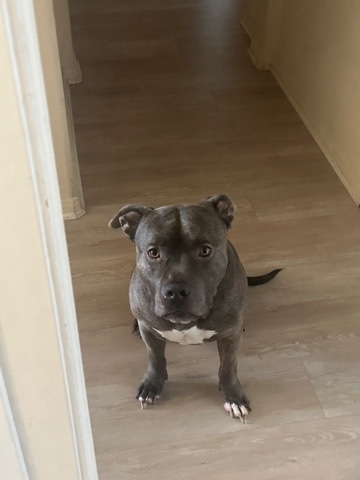 Pitbull Terrior