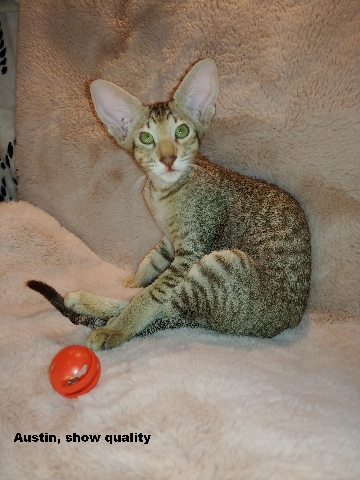 Purebred oriental kittens 