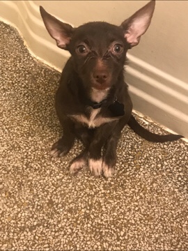 Chihuahua Girl